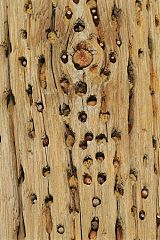 Acorn Woodpecker